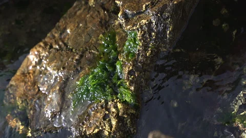 Rocks moss and sea Stock-Footage 311490924