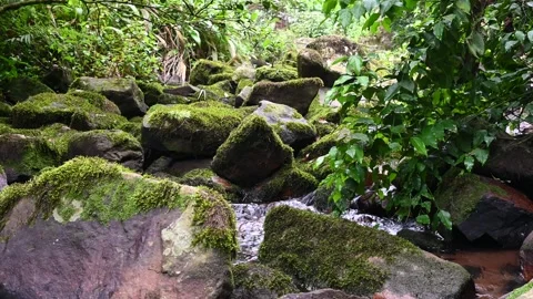 Rocks with moss Stock Footage 320163101