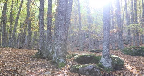 Rocks with moss in forest in autumn Stock Footage 82367733