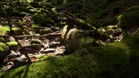 Rocks with moss. Nature background Stock Footage 80660210
