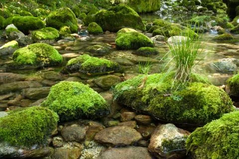 Rocks with moss 스톡 사진