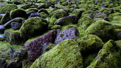 Rocks with Moss Stock Photos