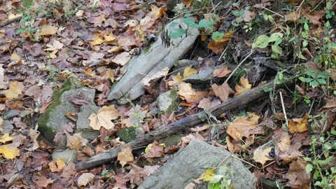 Rocks with moss on them in the forest Vídeo Stock 141766422