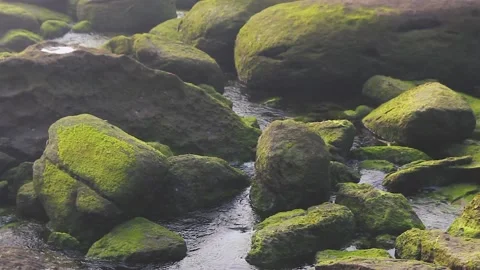 ROCKS WITH MOSS IN THE WATER Stock Footage 94230207