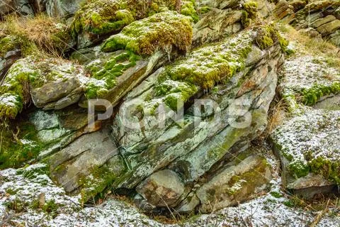 Rocks overgrown with moss, a harsh climate in winter. Stock Photos