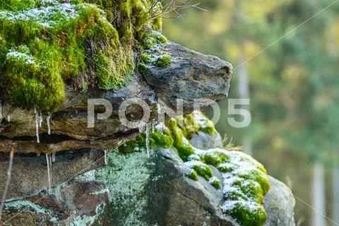 Rocks overgrown with moss, a harsh climate in winter. Stock Photos