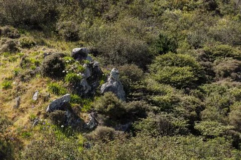 Rocks with plants on a hillside Foto stock