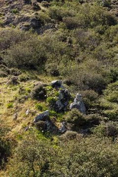 Rocks with plants on a hillside Stock Photos