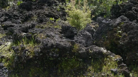 Rocks on Rangitoto Summit Track Stock Footage 86507700
