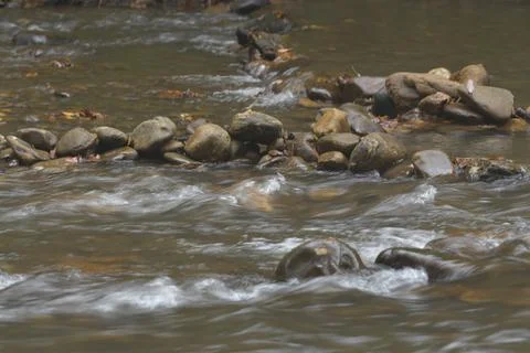 Rocks in river in a forest Stock Photos
