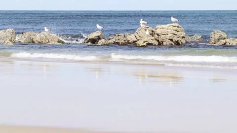 Rocks, seagulls and small waves on Scottish sandy beach Stock Footage 132050023