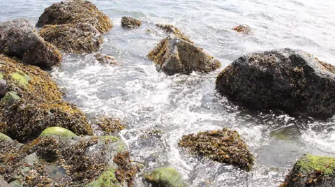 Rocks with Seaweeds and Waves at Low Tide along Oregon Coast Stock Footage 25510837