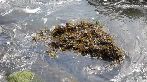 Rocks with Seaweeds and Waves at Low Tide along Oregon Coast Stock Footage 25511543