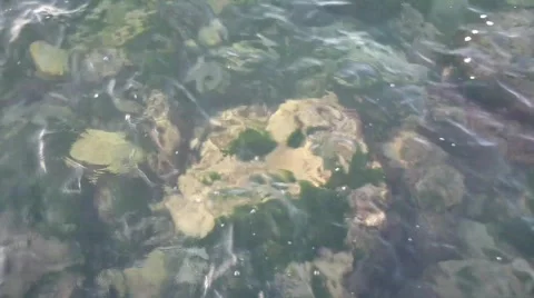 Rocks seen through water Stock Footage 519324