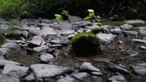 Rocks in small river stream water flowing plant nature forest 库存影片 156144570