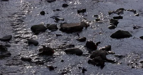 Rocks in a stream with glinting sunlight off the water, 4k Stock Footage 234207229