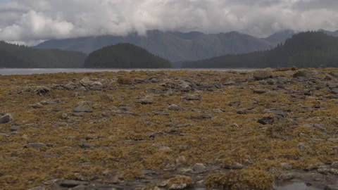 Rocks surrounded by lake with Pine trees in background with fog covered Stock Footage 255317377