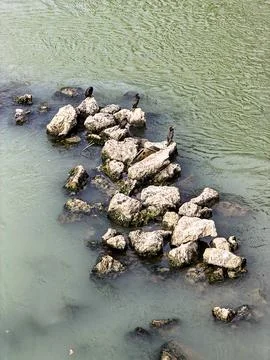 Rocks In The Tiber River Stock Photos