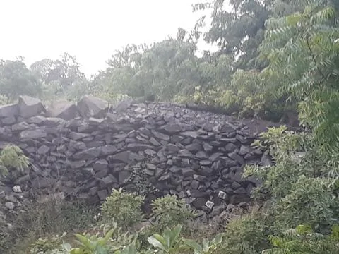 Rock's in tree's 스톡 사진