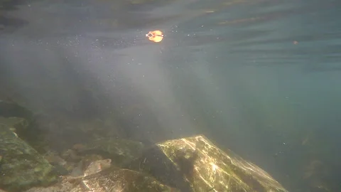 Rocks underwater in the river 스톡 동영상 292379398