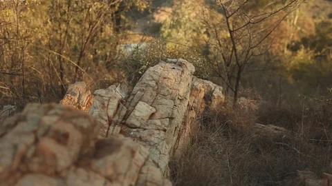 Rocks in the vegetation Stock Footage 73660776