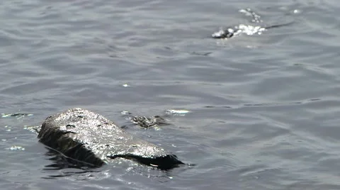 Rocks in water Stock Footage 48482410