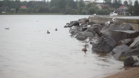 Rocks in water Stock Footage 122823664