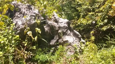 Rocks in the wild forest 動画素材 330274047