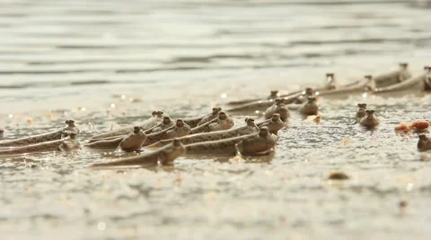 Rockskipper fish Stock Footage 50908665