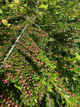 Rockspray cotoneaster in bloom closeup view of it Stock Photos