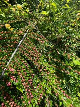 Rockspray cotoneaster general view with green background Stock-Fotos