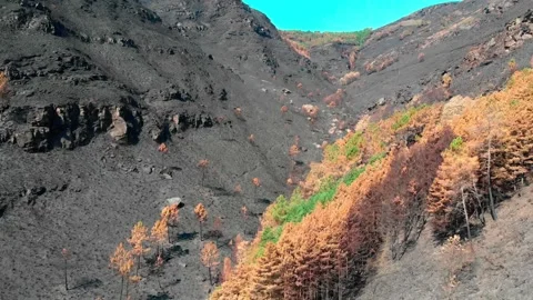 Rocktreeburn Video stock 204814291