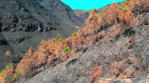 Rocktreeburn1 Stockbeeldmateriaal 204814469