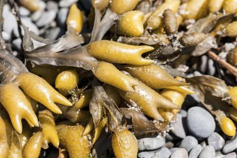 Rockweed up close. Stock Photos