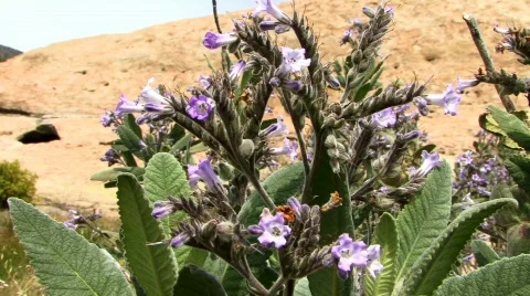 Rocky-2 Stock Footage 71269