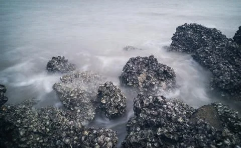Rocky Area Covered By Barnacles Stock Photos
