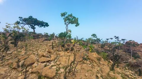 Rocky arid hillside with sparse trees under clear blue sky Stock Photos