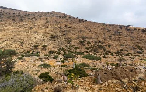 Rocky arid hillside with sparse trees under cloudy sky Stock Photos