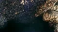 Rocky bat cave close up HD Footage
