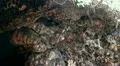 Rocky bat cave upper wall entry HD Footage