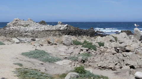 Rocky Beach at Pacific Grove Point Pinos Stock Footage 50269838