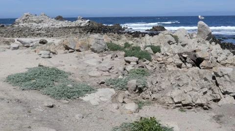 Rocky Beach at Pacific Grove Point Pinos Stock Footage 50271604