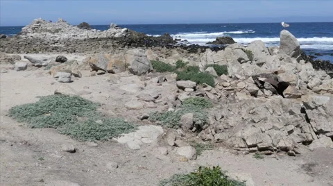 Rocky Beach at Pacific Grove Point Pinos Stock Footage 50273400