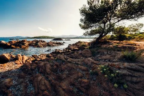 Rocky beach with a pine Stock Photos