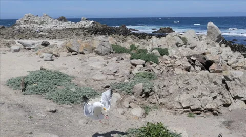Rocky Beach with Squirrel and Bird at Pacific Grove Point Pinos Stock Footage 50273685