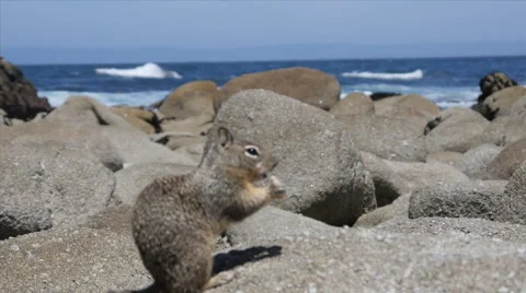 Rocky Beach with Squirrel at Pacific Grove Point Pinos Stock Footage 50273694