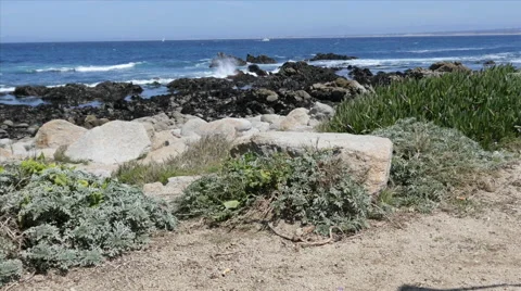 Rocky Beach with Squirrel at Pacific Grove Point Pinos Stock Footage 50273707