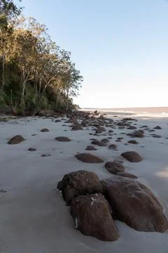 A rocky beach with a tree in the background Foto stock