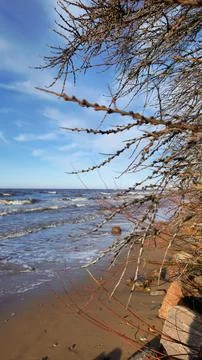 Rocky Beachfront with Bare Branches Over Water Stock Photos