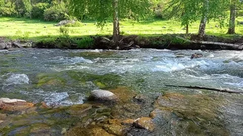 A rocky bed of a shallow narrow river with tall birches along Stock Footage 331865714